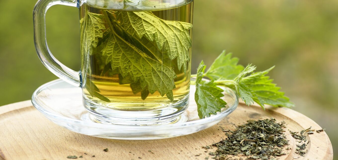 What is Nettle Tea Good For? – Mother Earth News - Vimarsana News